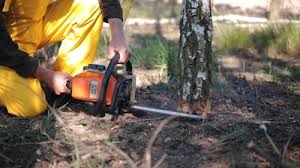 Best Storm Damage Tree Cleanup  in Granite Bay, CA