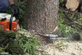 How Our Tree Care Process Works  in  Granite Bay, CA