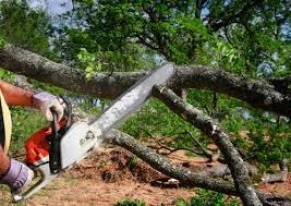 Best Tree Cabling and Bracing  in Granite Bay, CA