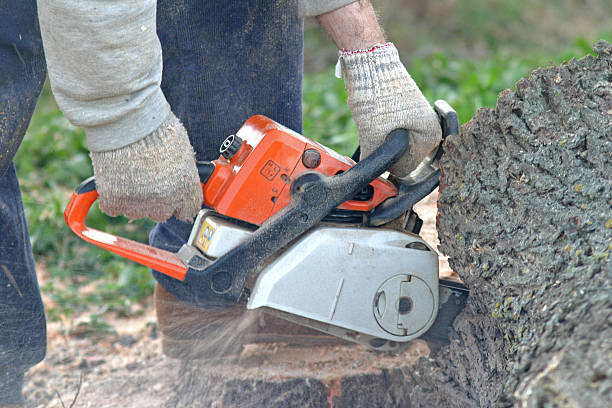 Best Tree Disease Treatment  in Granite Bay, CA