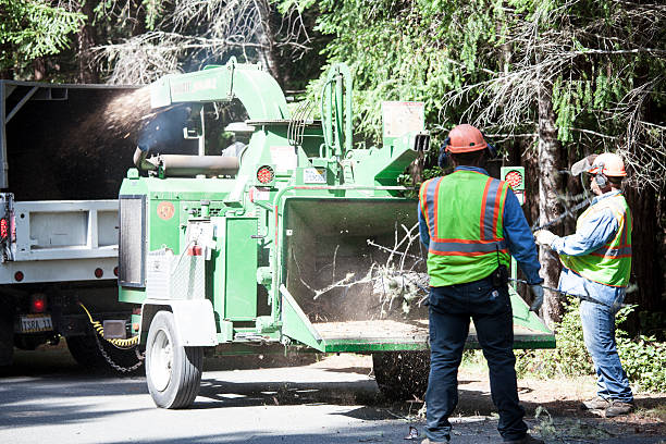 Best Commercial Tree Services  in Granite Bay, CA
