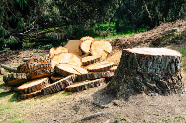 Best Emergency Tree Removal  in Granite Bay, CA